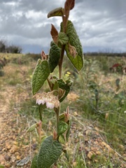 Lasiopetalum schulzenii