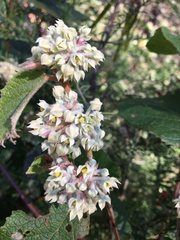 Seringia arborescens
