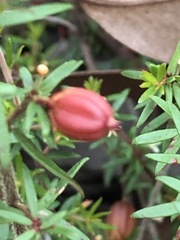 Micrantheum ericoides