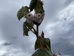 Lasiopetalum schulzenii