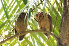 Otus lempiji
