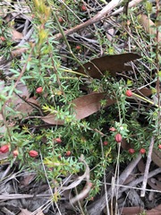 Micrantheum ericoides