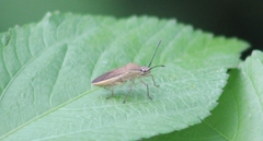 Catorhintha selector