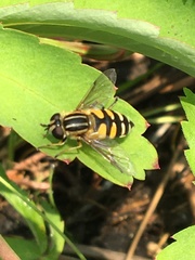 Helophilus neoaffinis
