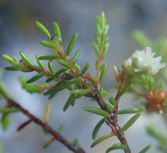 Erica tenuis