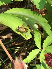 Helophilus neoaffinis