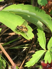 Helophilus neoaffinis