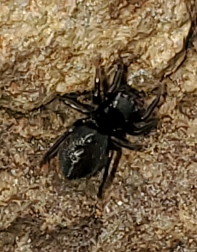 Forked Shiny Jumping Spider