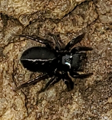 Chalcoscirtus carbonarius