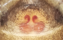 Chalcoscirtus carbonarius