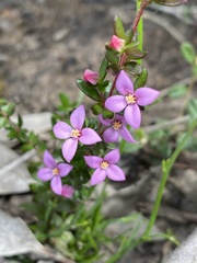 Boronia edwardsii