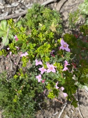 Boronia edwardsii