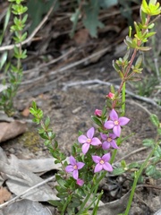 Boronia edwardsii