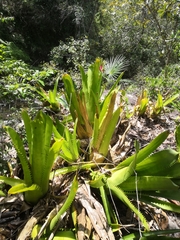 Aechmea bracteata pacifica