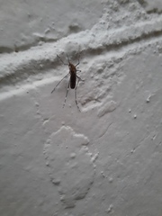Aedes notoscriptus