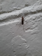 Aedes notoscriptus