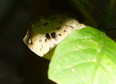 Voltinia loxicha