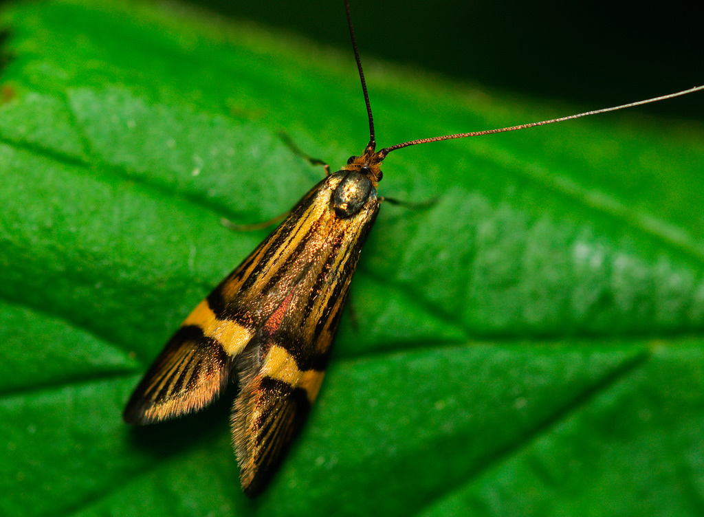 Yellow-barred Longhorn