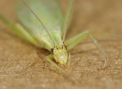 Oecanthus celerinictus