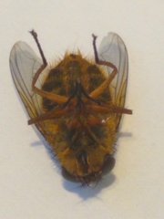 Calliphora augur