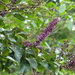 Lonchocarpus hondurensis - Photo (c) Carlos Galindo-Leal, alguns direitos reservados (CC BY-NC), uploaded by Carlos Galindo-Leal