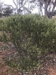 Myoporum montanum