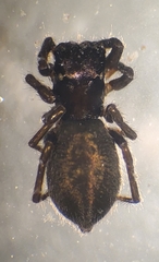 Chalcoscirtus carbonarius