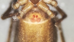 Chalcoscirtus carbonarius