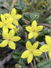 Asterolasia muricata