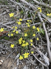 Asterolasia muricata