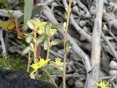 Asterolasia muricata