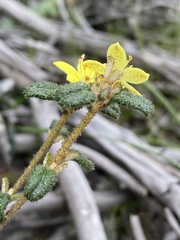 Asterolasia muricata