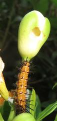 Acraea petraea