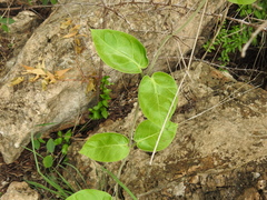 Vincetoxicum indicum