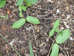 Ichnocarpus frutescens