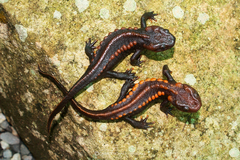 Panha's Knobby Newt photo 3