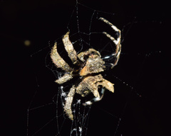 Caerostris sexcuspidata