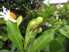 Acraea petraea