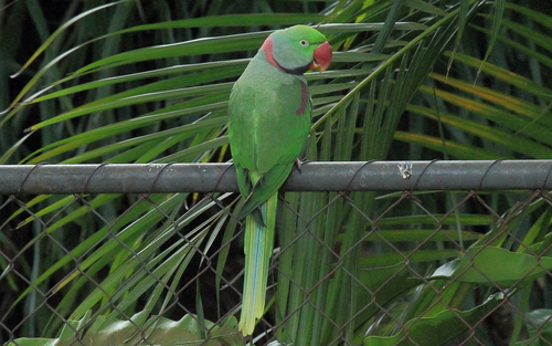 Alexandrine Parakeet