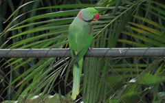 Alexandrine Parakeet photo 1