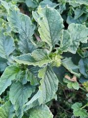 Amaranthus retroflexus