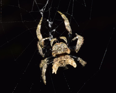 Caerostris sexcuspidata