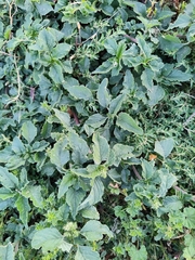 Amaranthus retroflexus