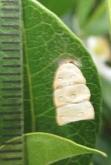 Acraea petraea