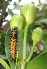 Acraea petraea