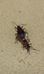 Dindymus circumcinctus