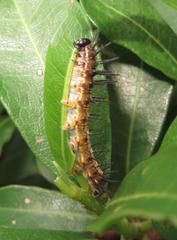Acraea petraea