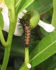 Acraea petraea