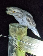 Podargus strigoides strigoides