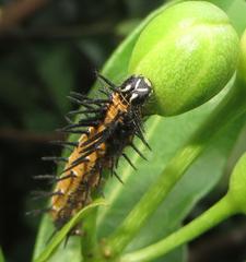 Acraea petraea